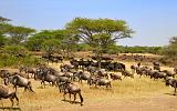 TANZANIA - Serengeti National Park - Migrazione Gnu - 06